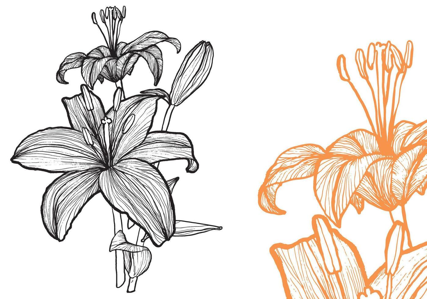 Tiger lily flower, format, hand drawn outline. Easy to edit, ready to use. A mix between an orange and a black flower on a white background. vector