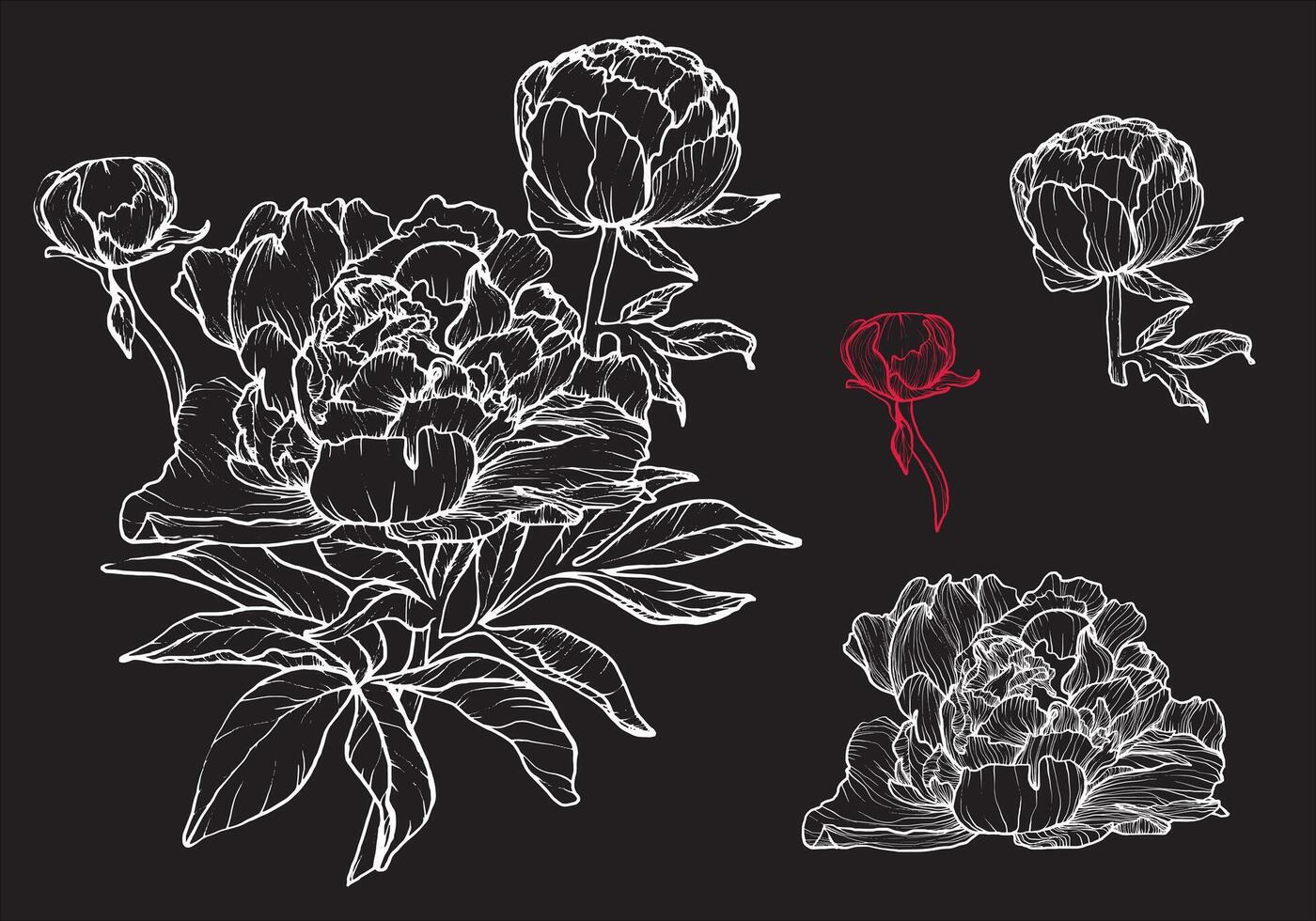 Botanical illustration with peonies. Bloom, buds and petals in a white and red color palette on a black background. Easy to edit, ready to use. vector