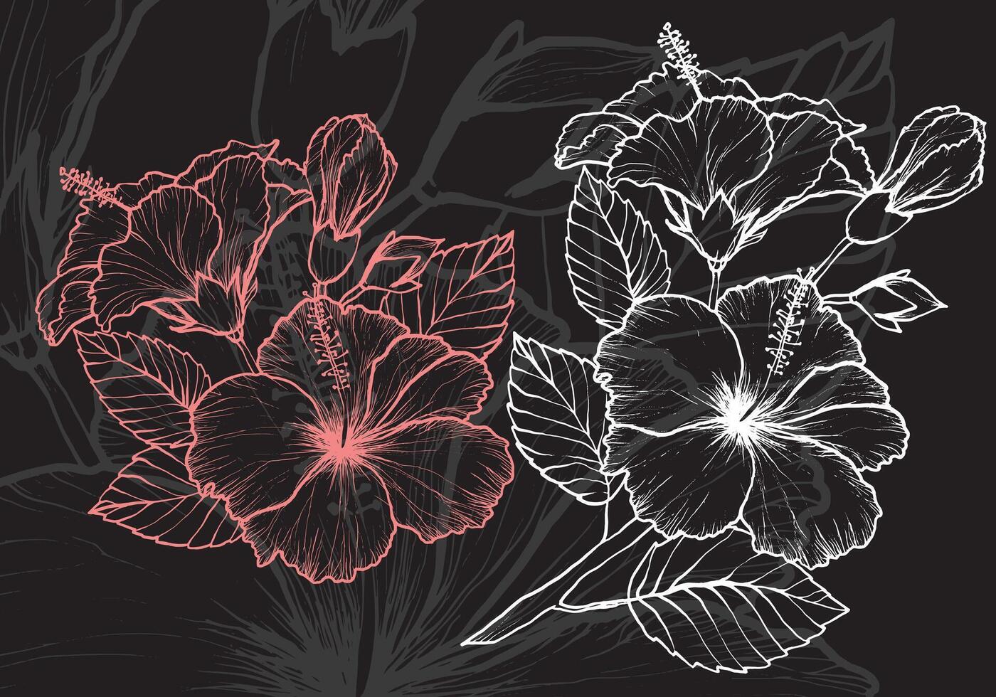 Hibiscus flower outline hand drawn for tea designs. Beautiful elegant flower fit for a black background design, a patterns or a card. vector