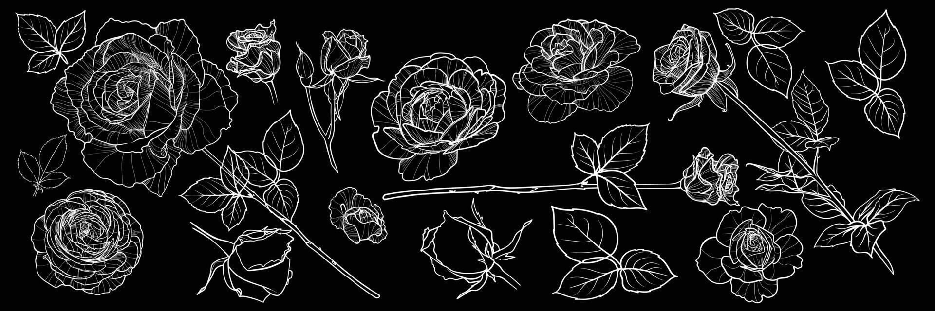 Hand drawn white outline of roses with blooms, buds, leaves with fine details. Ready to use and easy to edit outline roses for online and print projects. vector