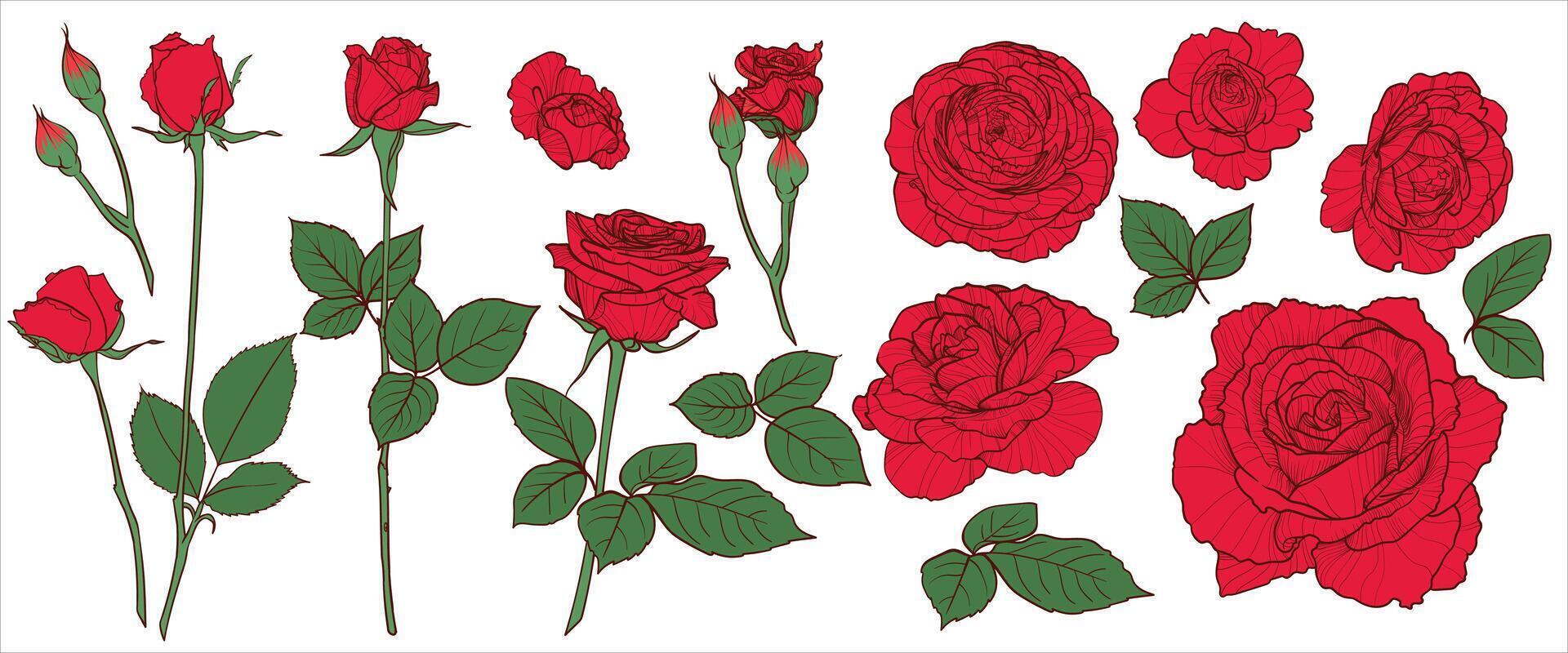 hand drawn roses with bloom, buds, branch and leaves. Easy to edit, lines and colors in separate in groups. Outlines and fills are separate. vector