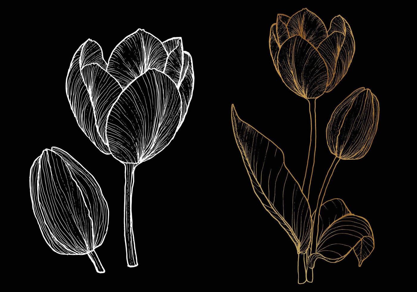 Elegant tulip. Hand drawn golden tulip with a white flower and bud on a dark background. Easy to edit, ready to use. vector