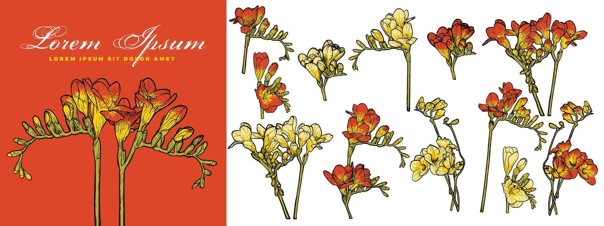 Hand drawn line art freesia bundle for online and print materials. vector