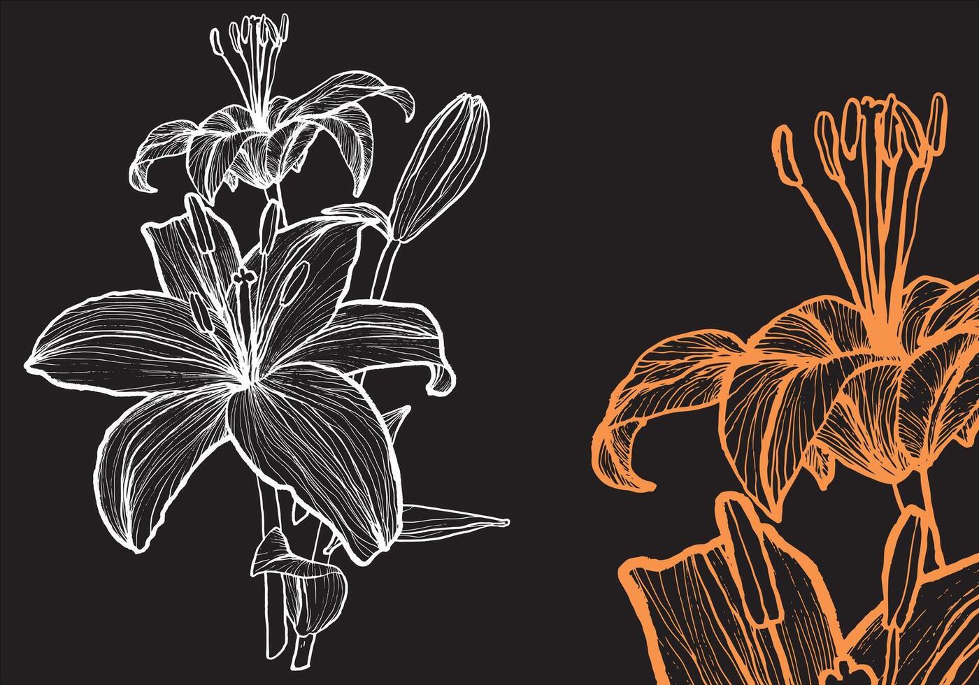Tiger lily flower, format, hand drawn outline. Easy to edit, ready to use. A mix between an orange and a white flower on a dark background. vector