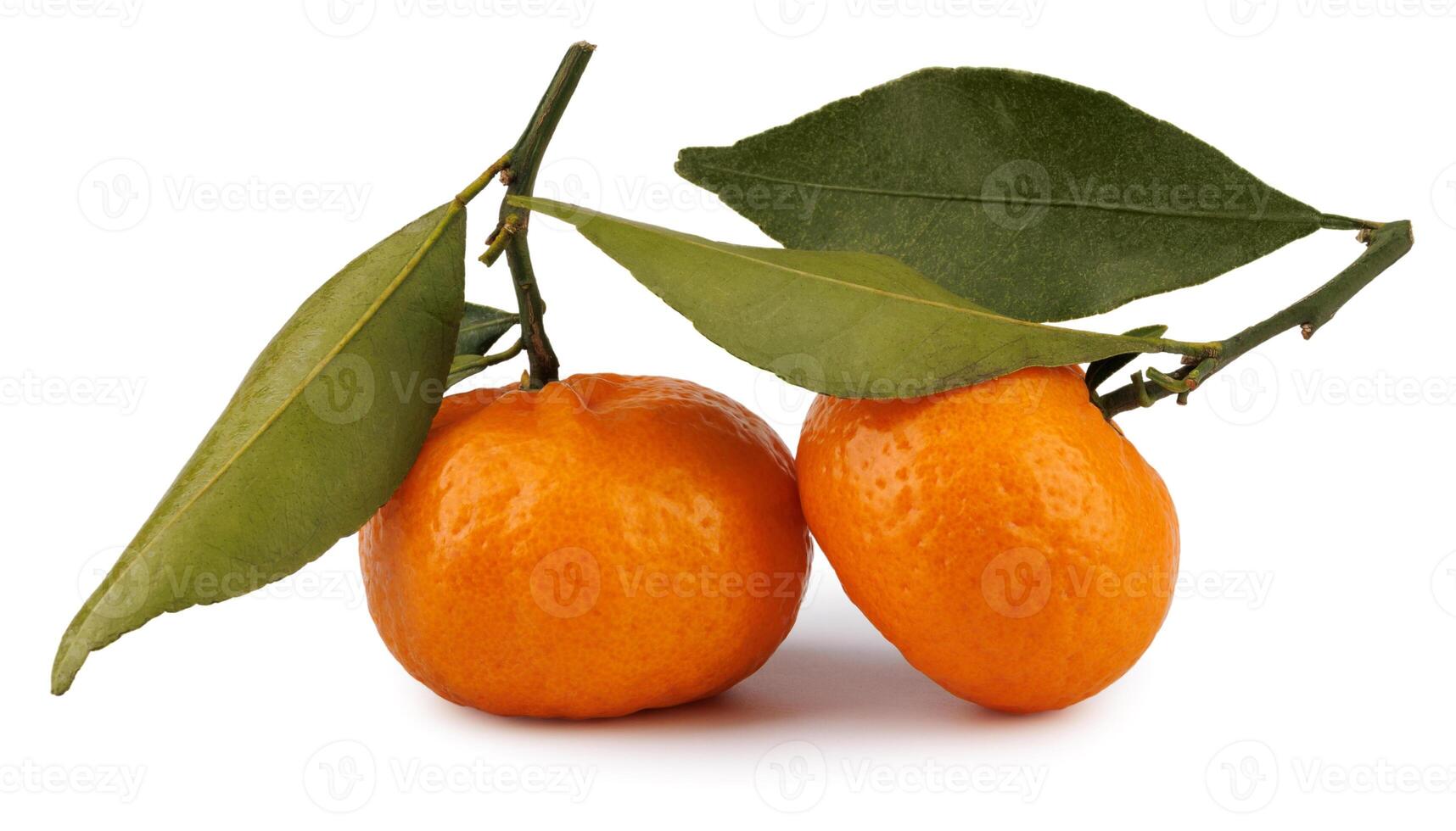 Two ripe tangerines with a leaf and a twig isolated on a white background. Ripe mandarine photo