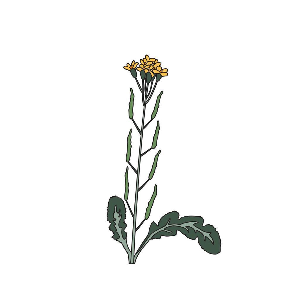 Botanical colorful wildflower isolated on white background. Hand drawn plant with stem, branches, leaves and flowers illustration. Graphic design for Print Birthday Wedding Invitation Greeting Card vector