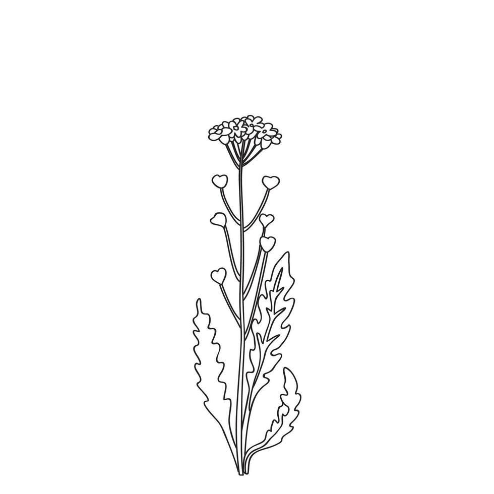 Botanical Line art wildflower isolated on white background. Hand drawn black and white outline plant with stem, leaves and flowers illustration.Graphic design for Birthday Wedding Greeting Card vector
