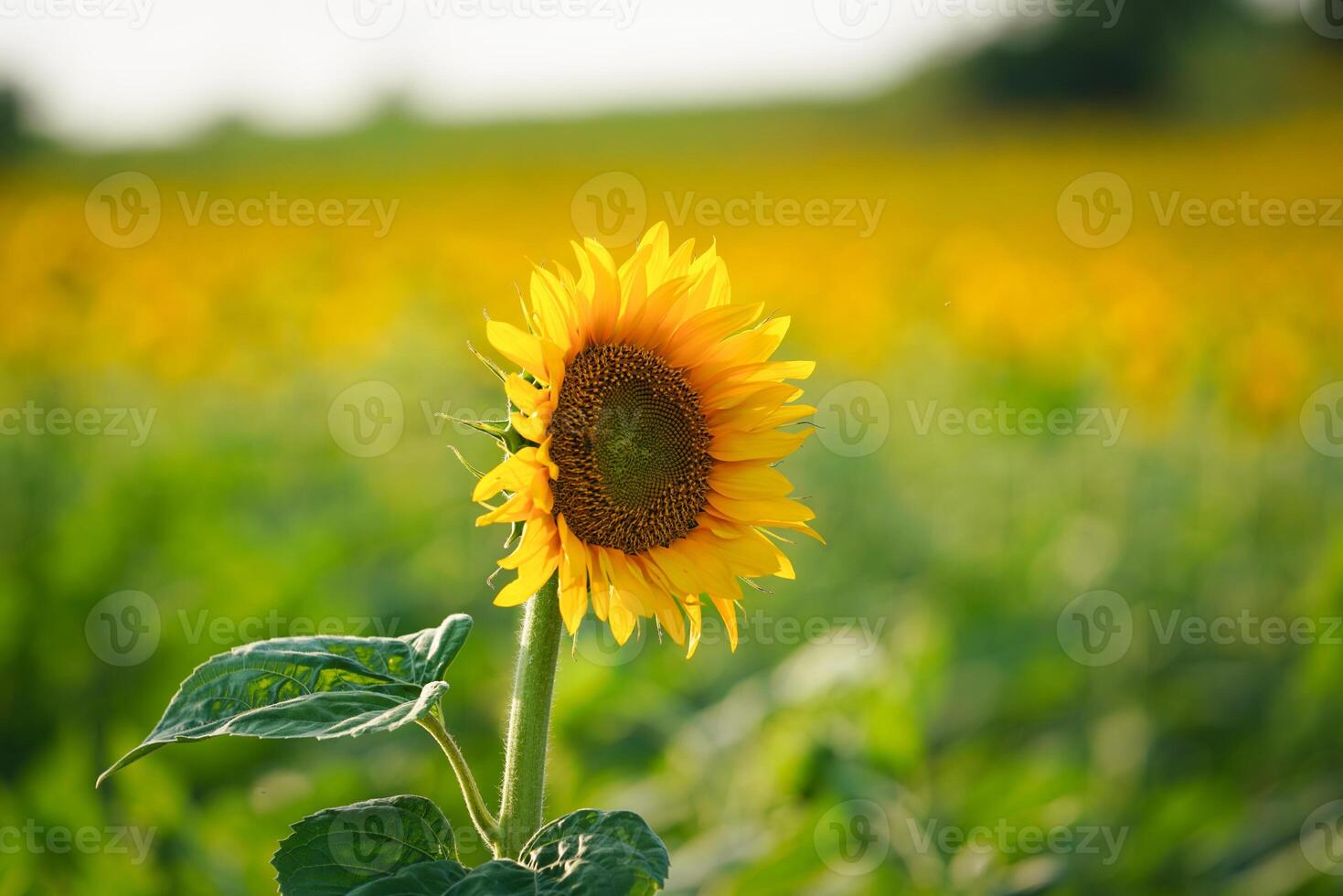 A Common sunflower on a field during summer photo