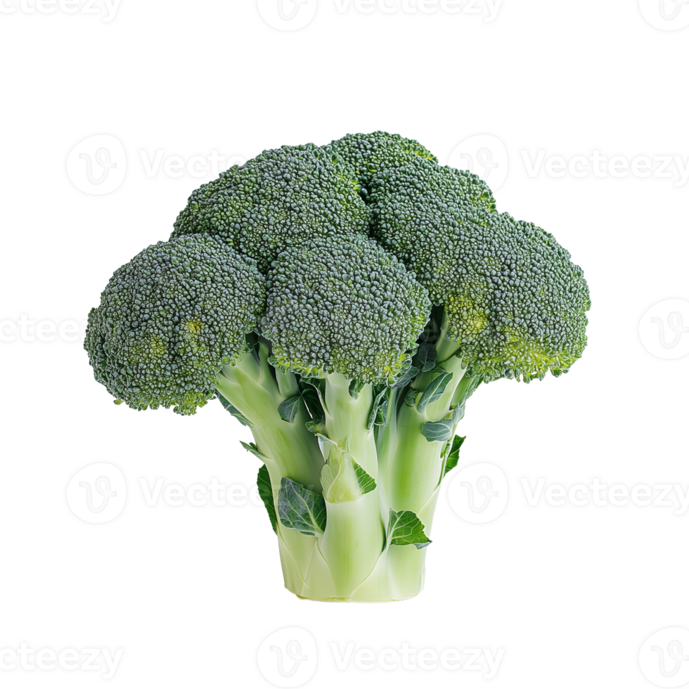 Fresh Broccoli Bunch Ideal for Healthy and Nutritious Meals png