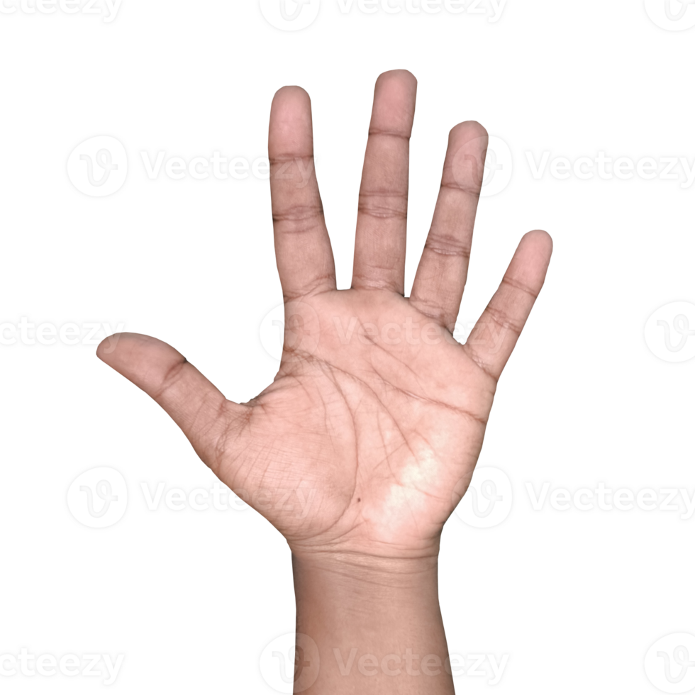 Raise hand isolated on transparent background png
