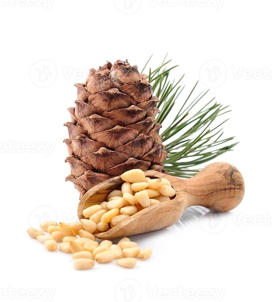 Pine nuts and cedar cones with branches photo