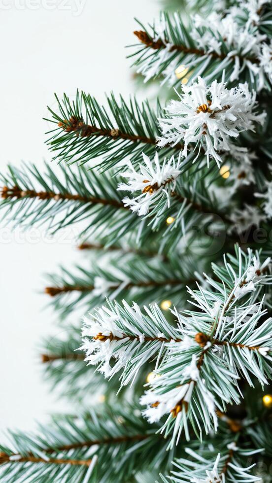 close-up of a snow-dusted christmas tree branch with warm lighting photo