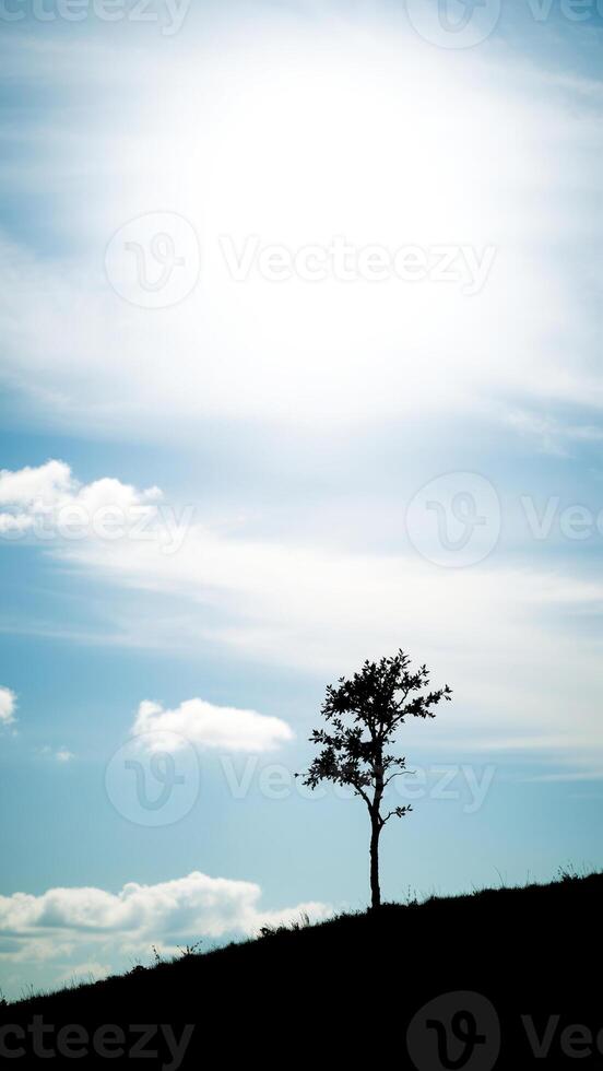 silhouette of a solitary tree on a hill against a pastel sky photo