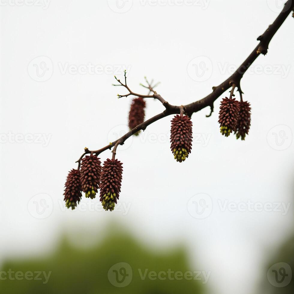 close-up view of a tree branch adorned with reddish-brown cone-shaped blossoms photo