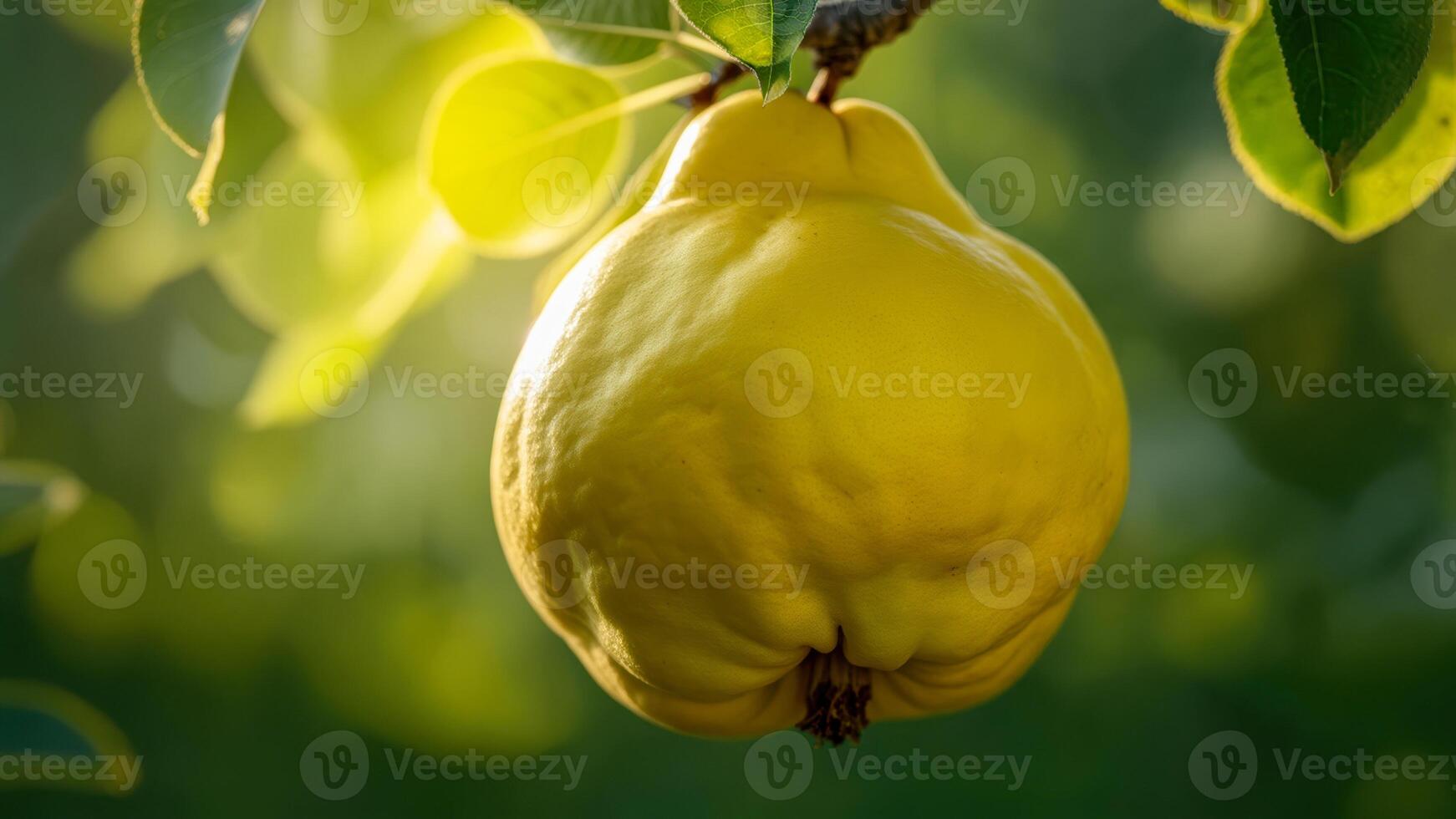 Bright yellow quince hanging from a lush green tree branch in the early morning sunlight, showcasing its unique shape and texture against a blurred natural background photo