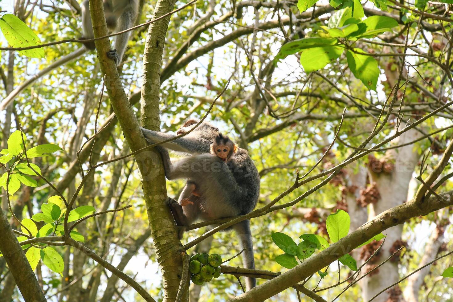 A adorable baby monkey with its mama in the Monkey Forest photo