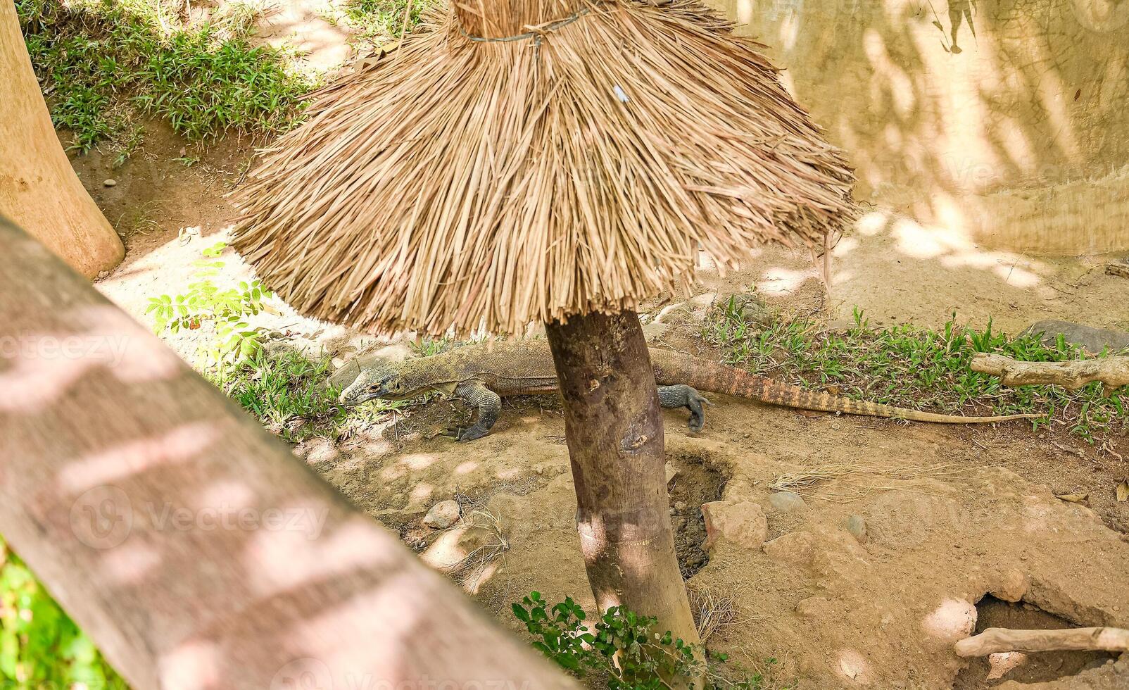 The komodo dragon walking around photo
