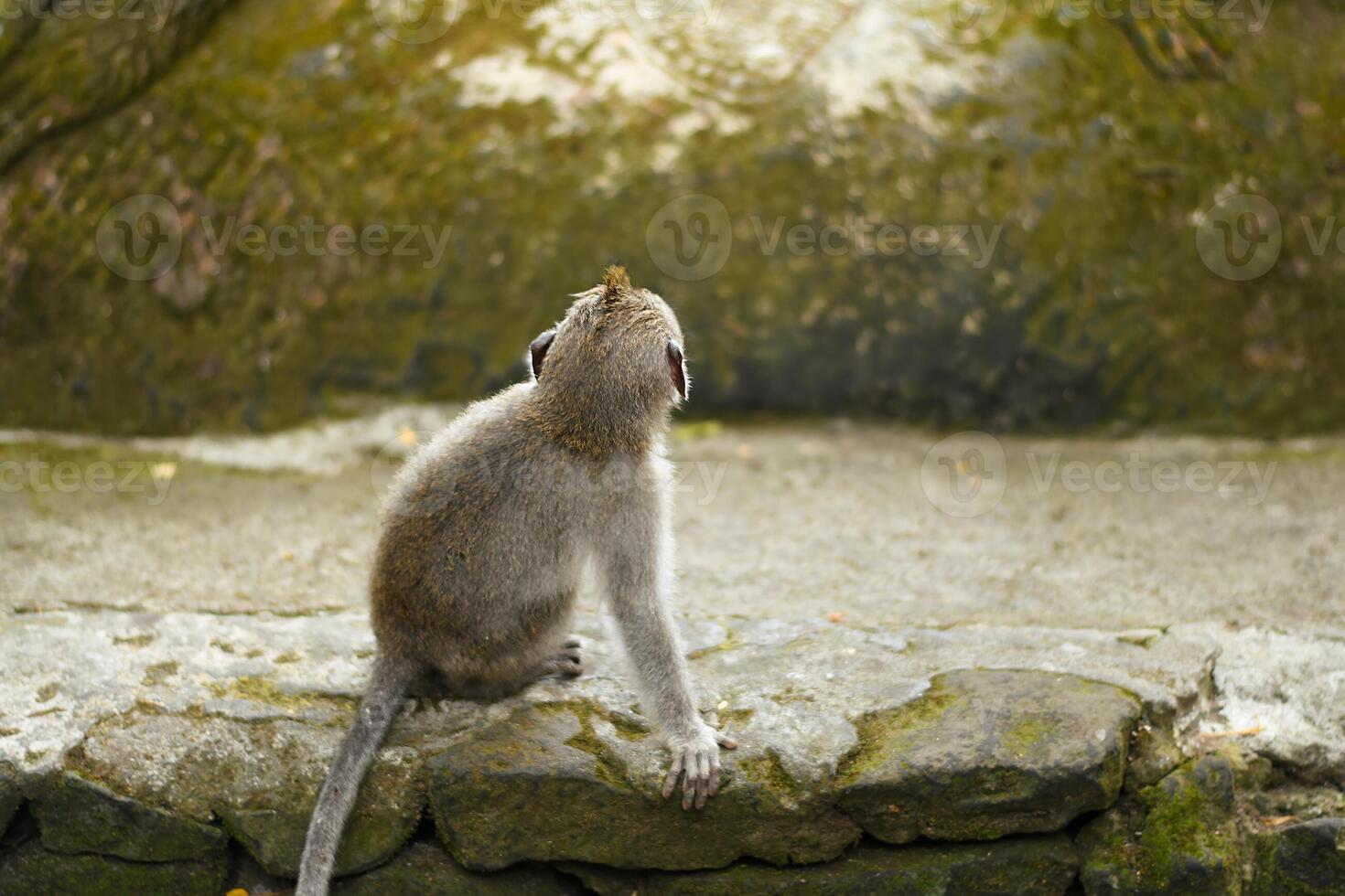 Baby monkey gazing at the rock in the Monkey Forest photo