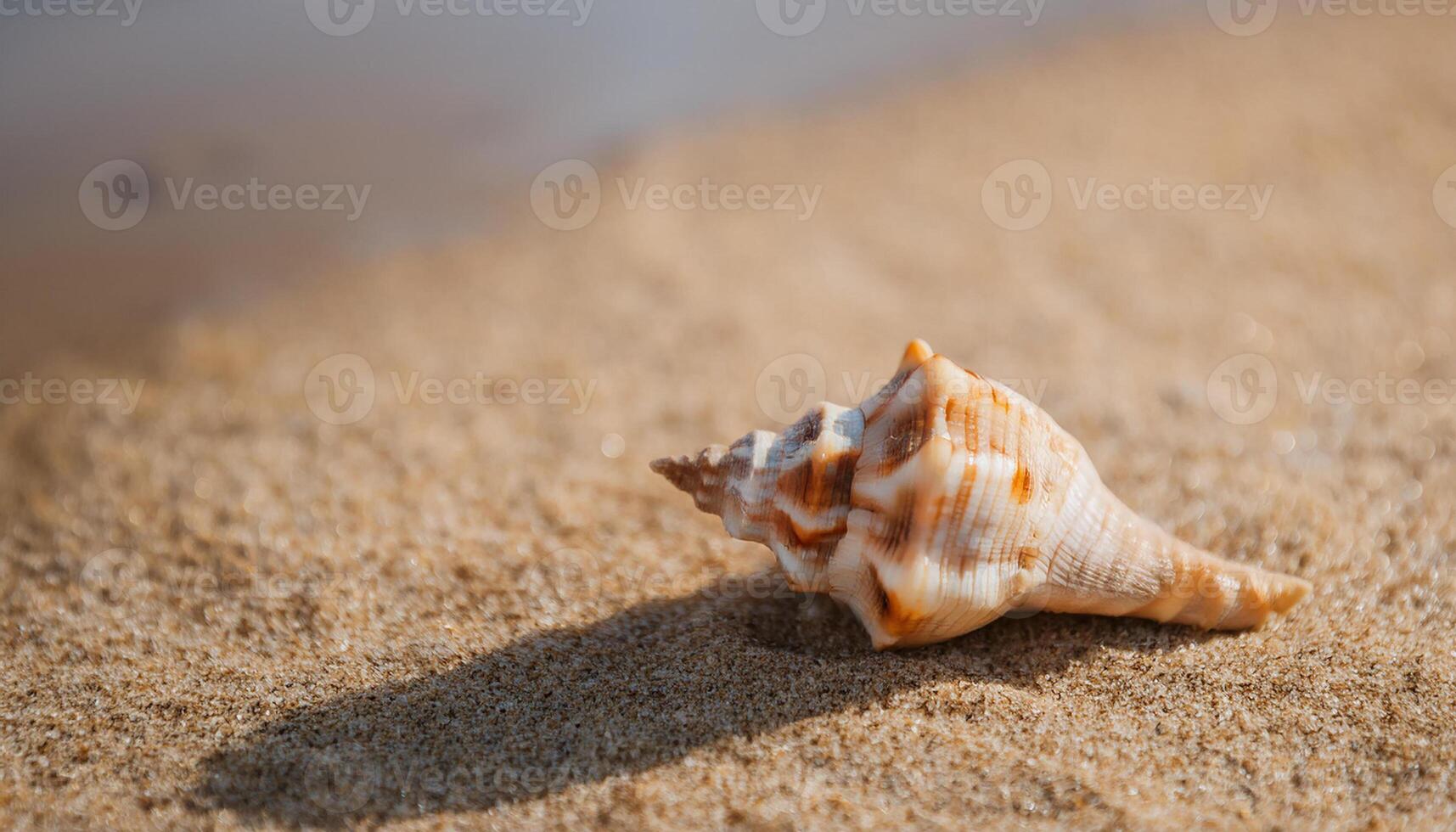 Dog head triton shell on clean sand. Summer vacation and travel concept. Natural element. photo