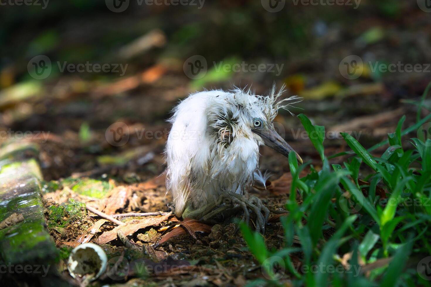 Young Cattle Egret Falls from Nest and Becomes Sick Due to Starvation in Mangrove Forest photo