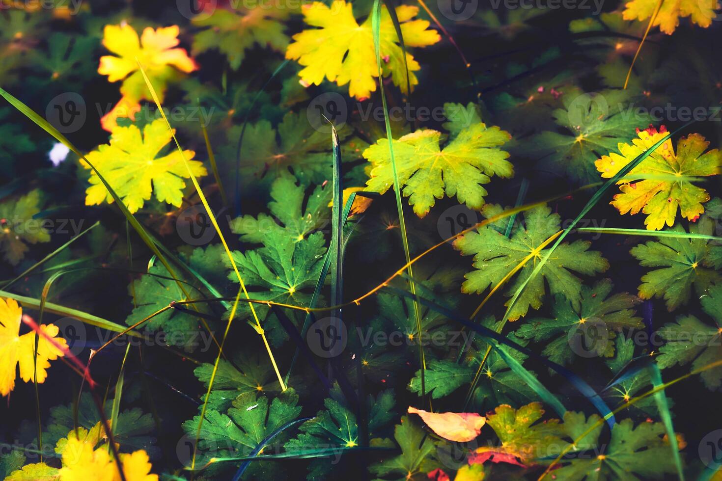 A soft blurred carpet of green yellow Geranium sylvaticum photo