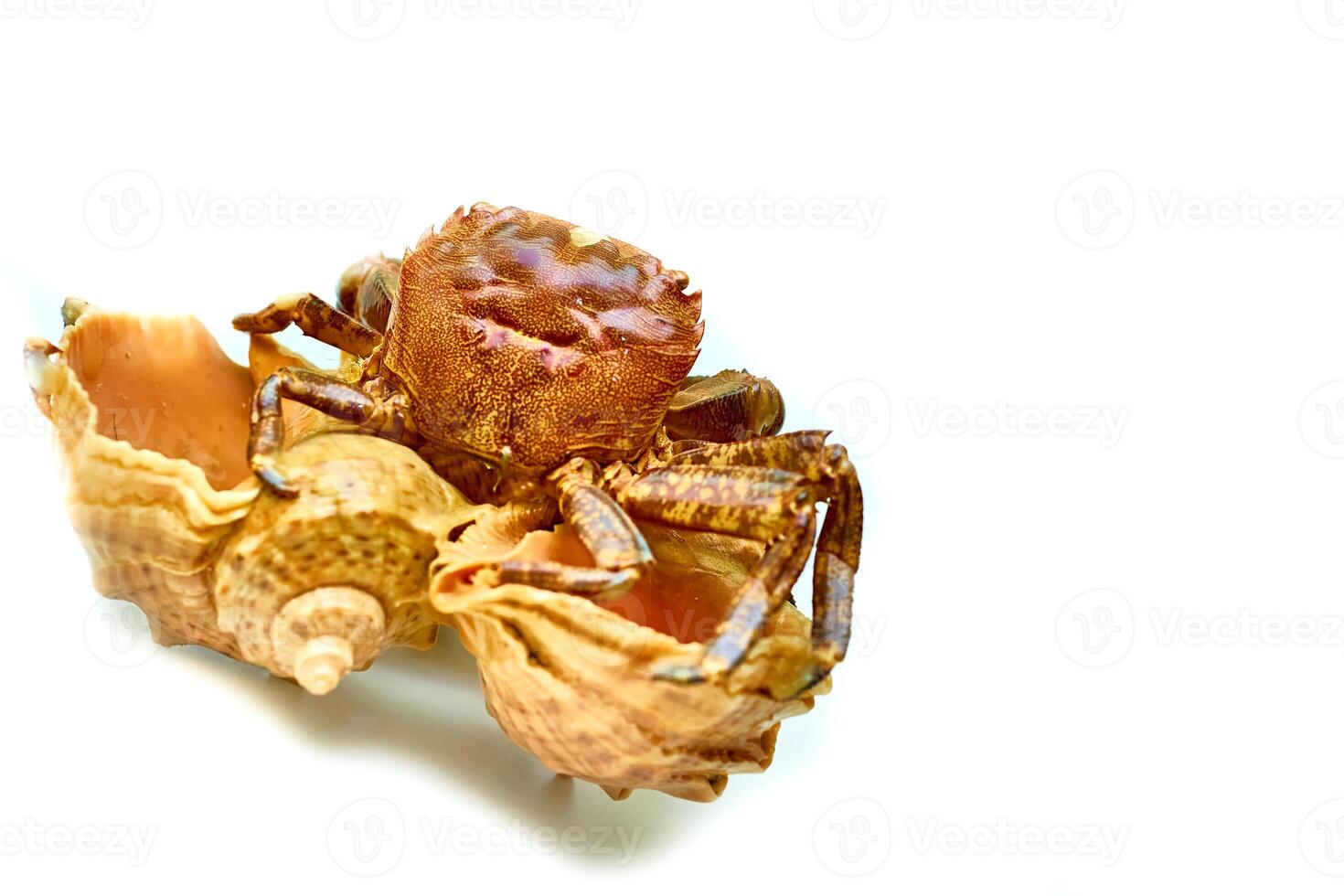 Summer souvenir. Seashells with a sitting crab photo