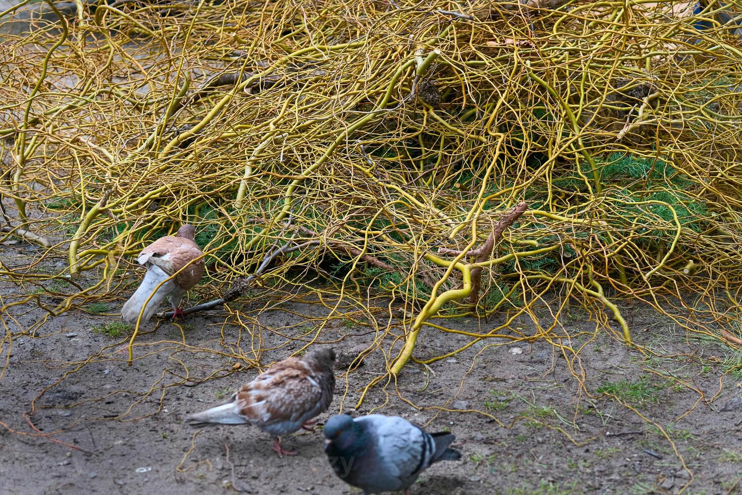 Spring yard cleaning. A pile of cut branches from trees photo