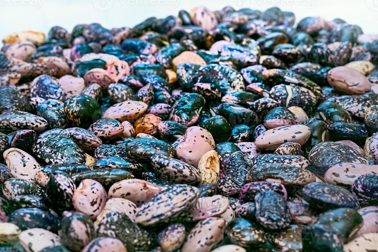 Fresh useful black and pink speckled beans, ready to cook photo