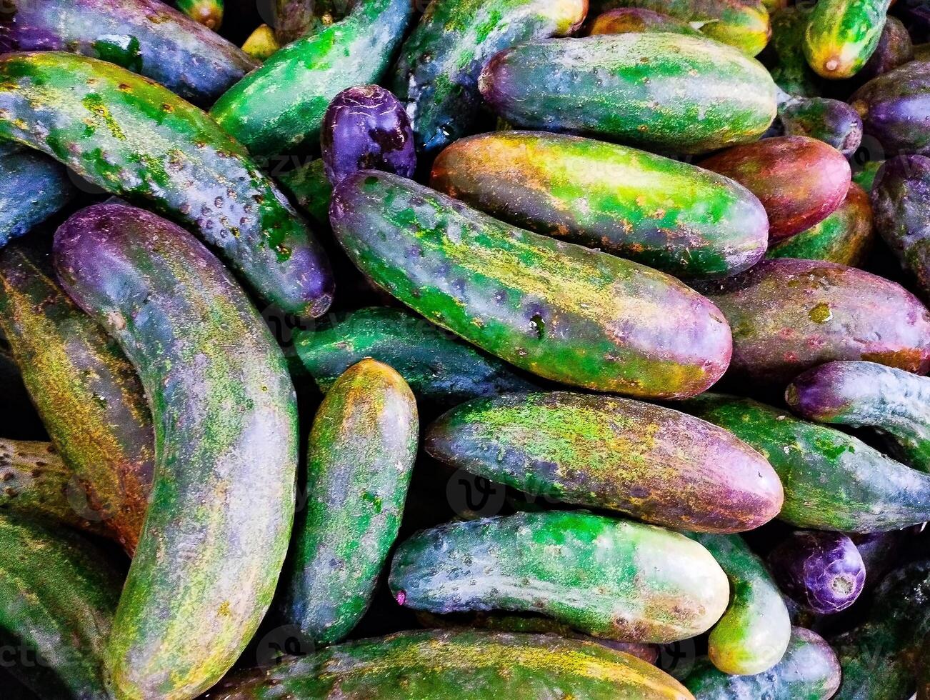 Group cucumber background. Large green and yellow cucumbers. Cucumber is a nutritious fruit with a high water content. Group cucumber background. photo