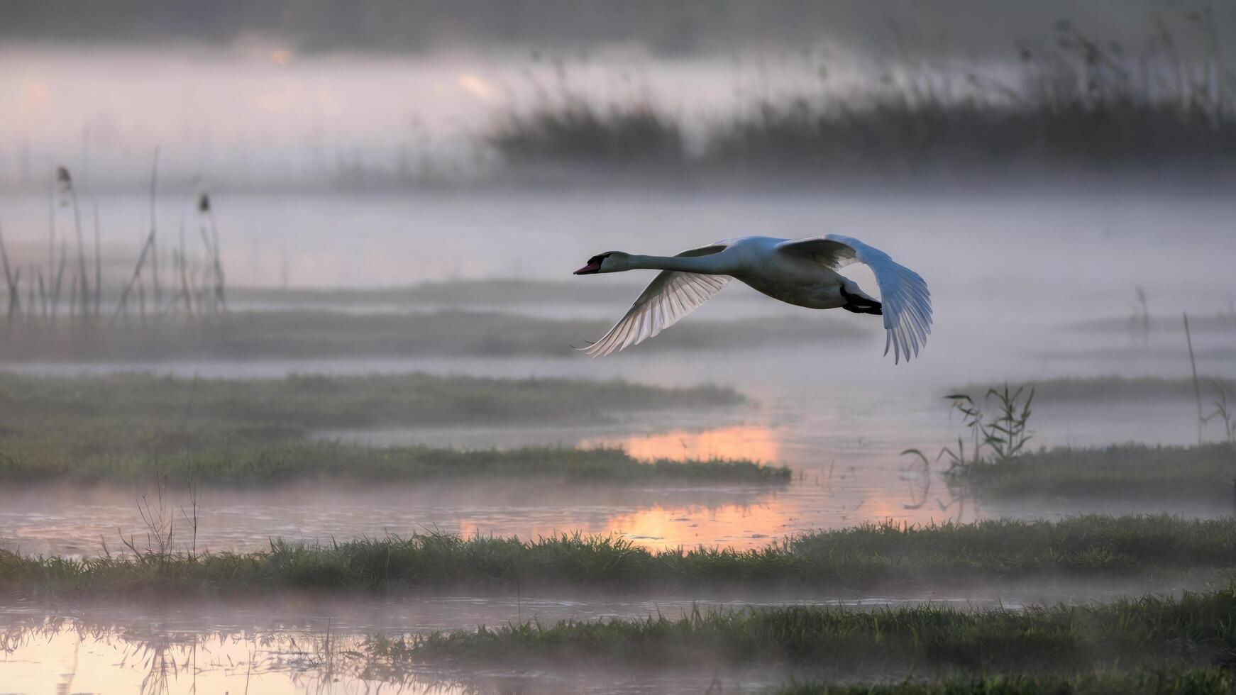 Swan soaring gracefully over foggy wetlands illuminated by soft morning light. Tranquil nature scene concept photo
