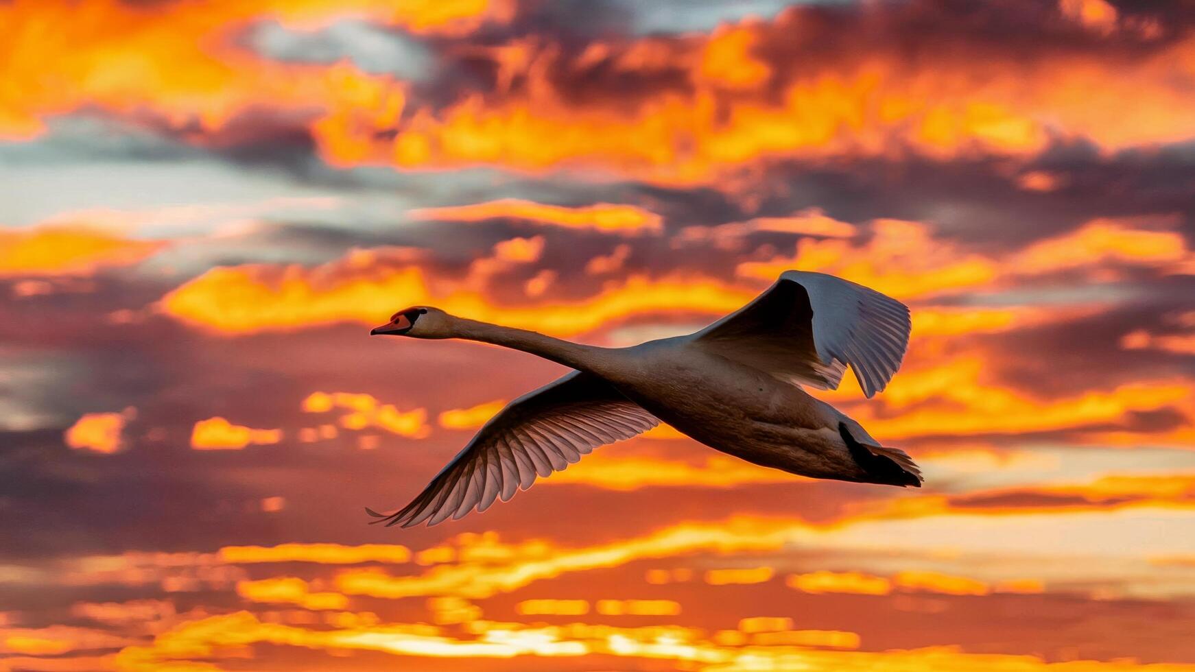 Swan in flight against a breathtaking golden sunset sky adorned with dramatic clouds. Majestic nature scene concept photo
