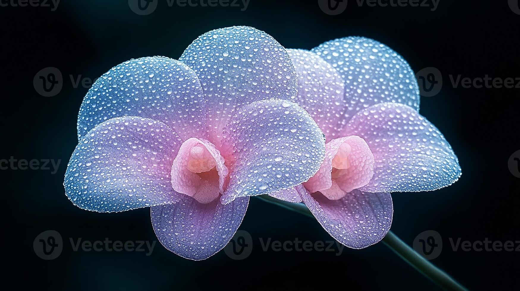 Close-Up of Two Purple Orchids with Dew Drops on Petals photo