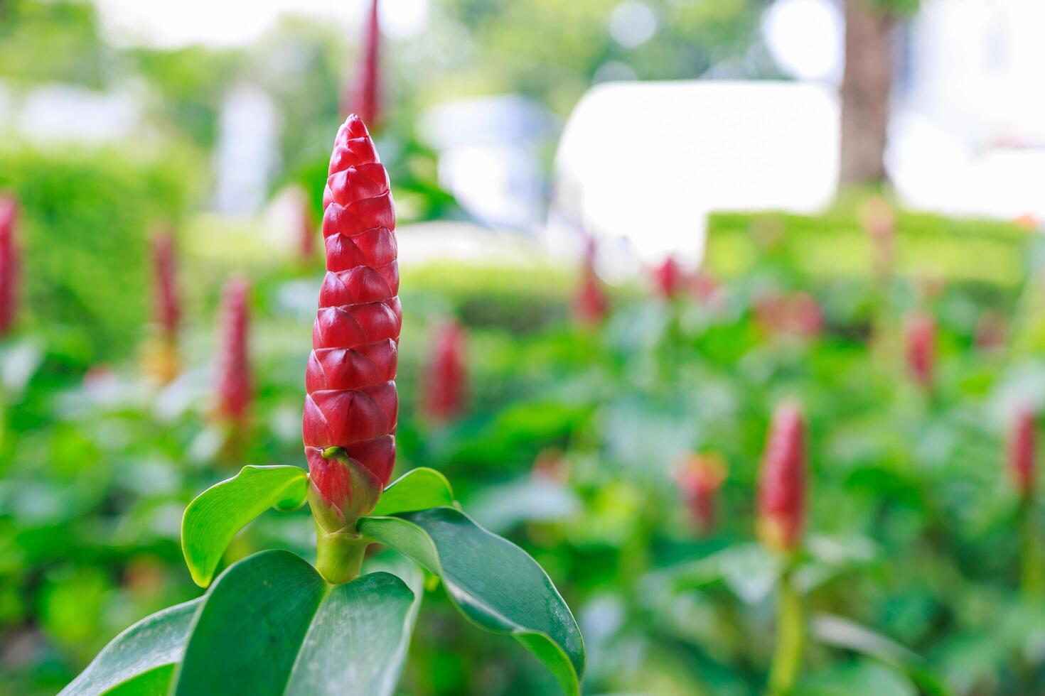 Indian Head Ginger or Red flower focus selective photo