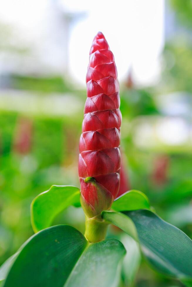 Indian Head Ginger or Red flower photo