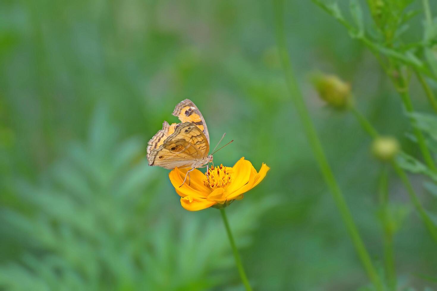 Butterfly with yellow cosmos flower photo