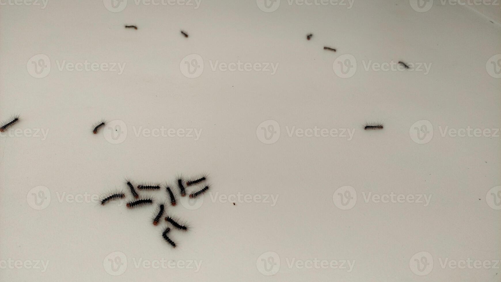 many caterpillars on the wall photo