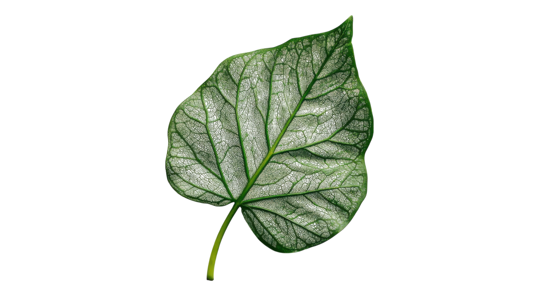 A Close-Up of a Single Green Leaf Showcasing Intricate Veins, Perfect for Nature Themed Projects and Ecological Illustrations with a Focus on Botanical Details. png