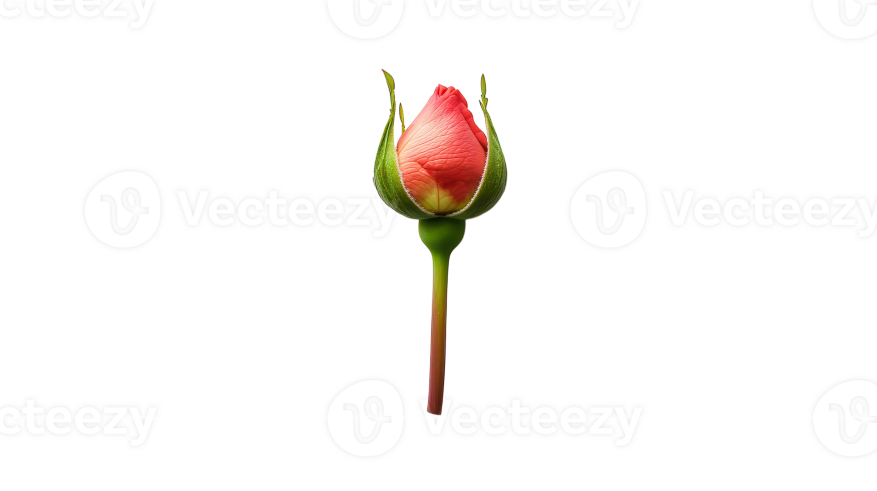 Stunning Bright Red Rosebud with Lush Green Stem Perfect for Floral Arrangements and Artistic Projects. png
