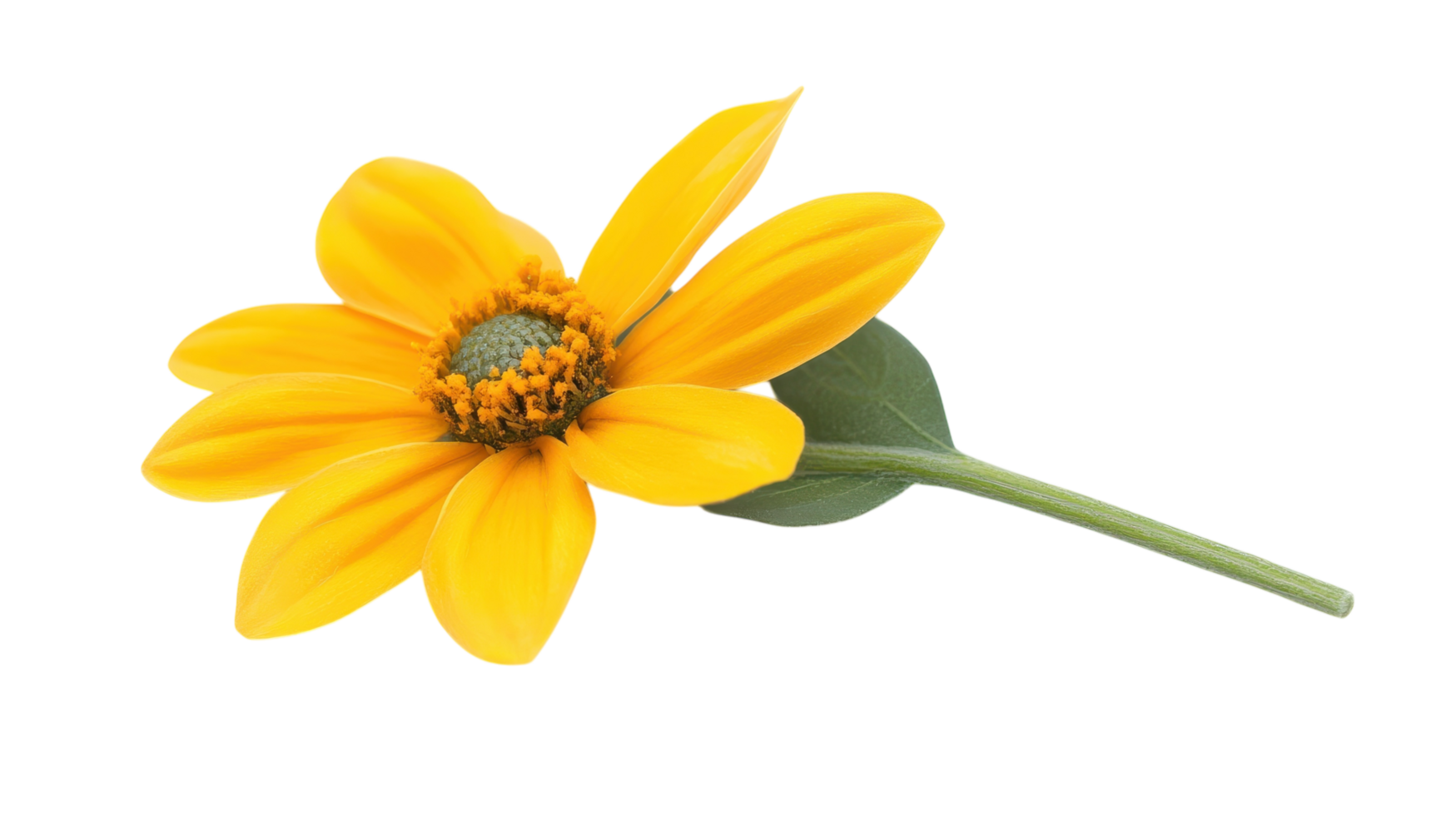Vibrant Yellow Daisy with Green Stem Suitable for Floral Designs and Nature Themes. png