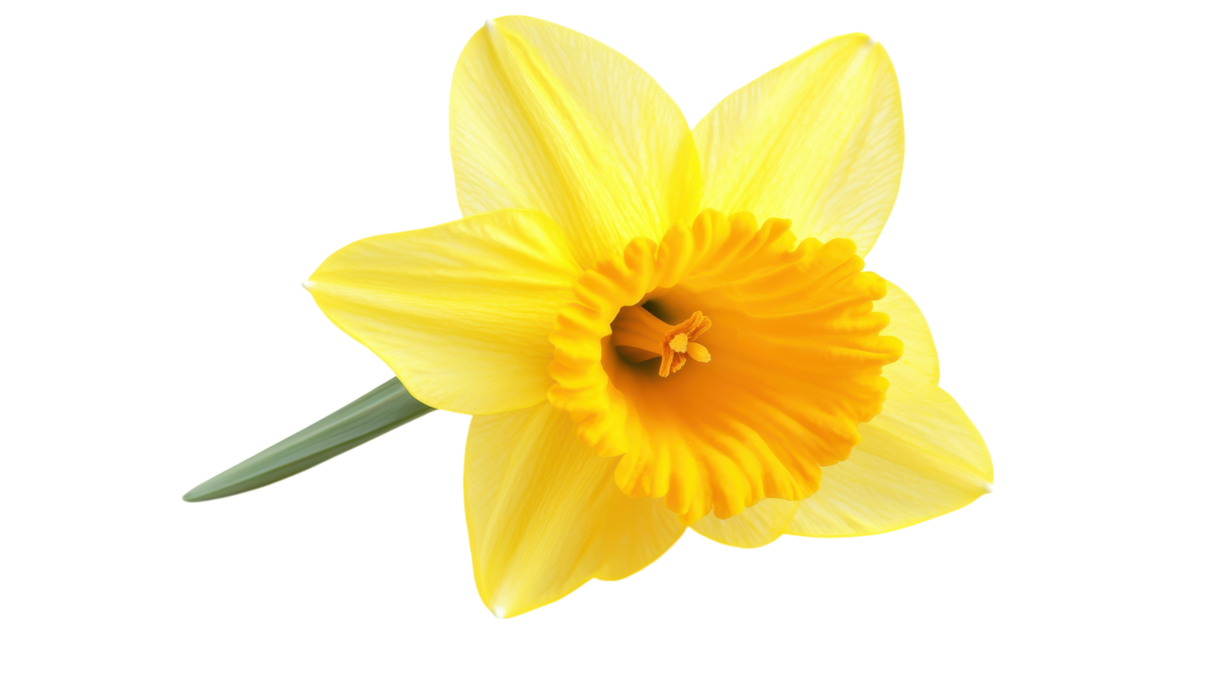 A Bright Yellow Daffodil Flower in Full Bloom Perfect for Spring Decoration and Gardening Inspiration. png