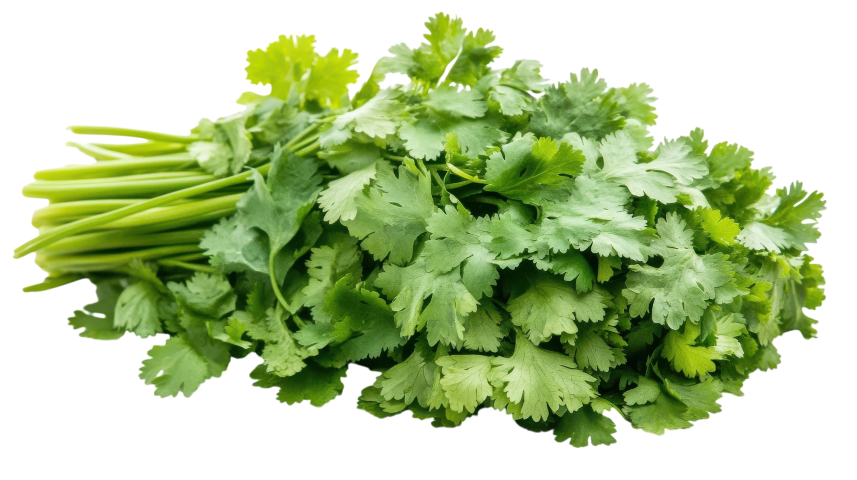 Fresh Green Cilantro Bunch Perfect for Culinary Use in Dishes and Garnishing as a Flavorful Herb. png