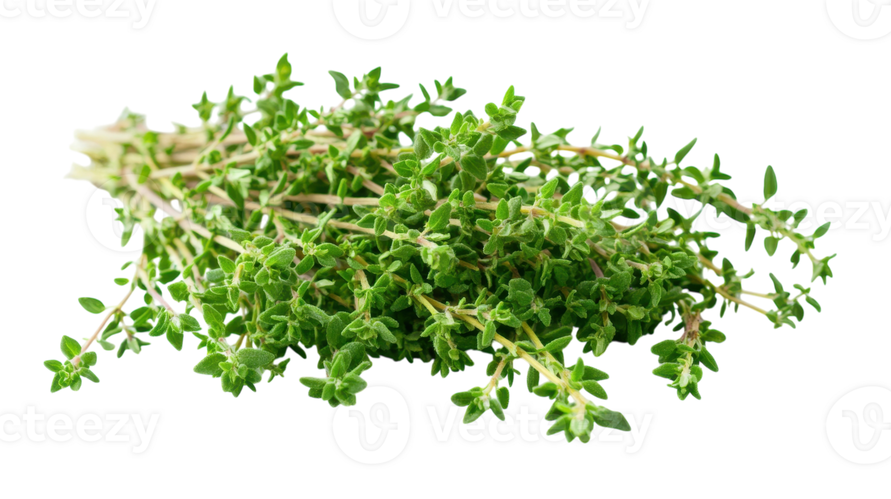 A Bunch of Fresh Thyme with Tiny Green Leaves Suitable for Culinary Arts, Herb Gardens, and Natural Medicine Use. png