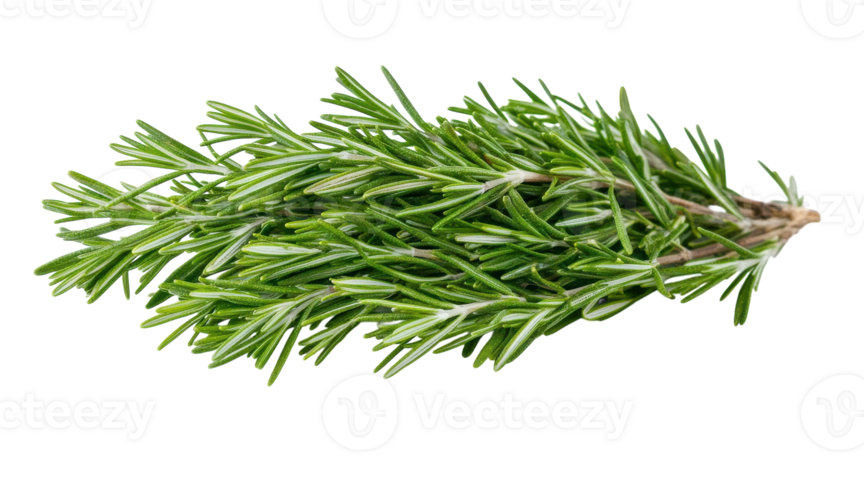Fresh Rosemary Sprigs Perfect for Culinary Use, Aromatic Decoration, or Herbal Remedies - Enhance Flavor and Aesthetics in Your Dishes. png