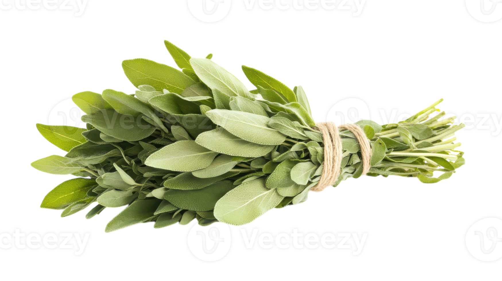 High-Quality Image of Fresh Sage Leaves Bundled with String Perfect for Culinary and Herbal Decor Use. png