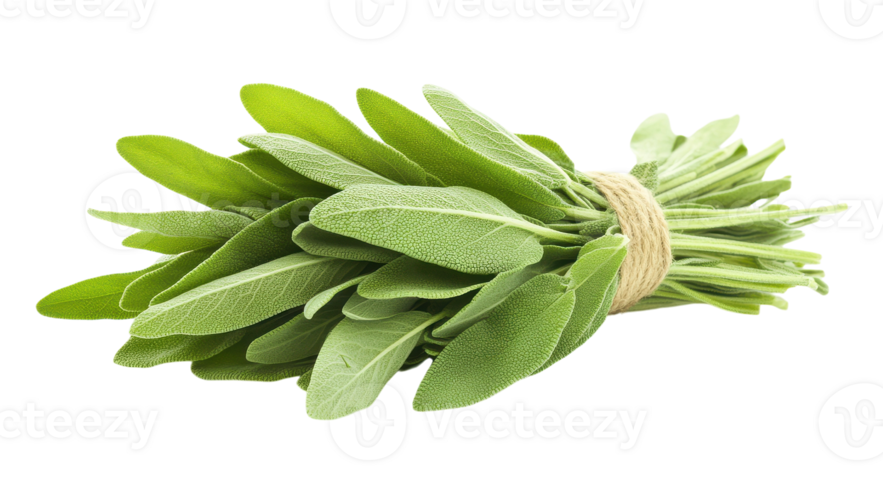 Fresh Sage Leaves Tied with String Suitable for Culinary Use and Herbal Remedies to Enhance Flavor and Aroma in Dishes. png