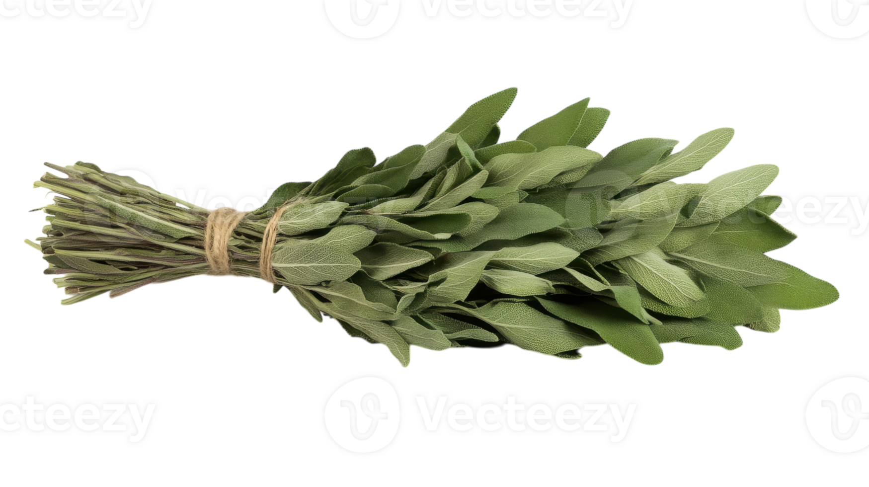A Beautiful Bunch of Fresh Sage Leaves Tied with String Ideal for Culinary Purposes, Aromatic Use, and Natural Themed Decor. png