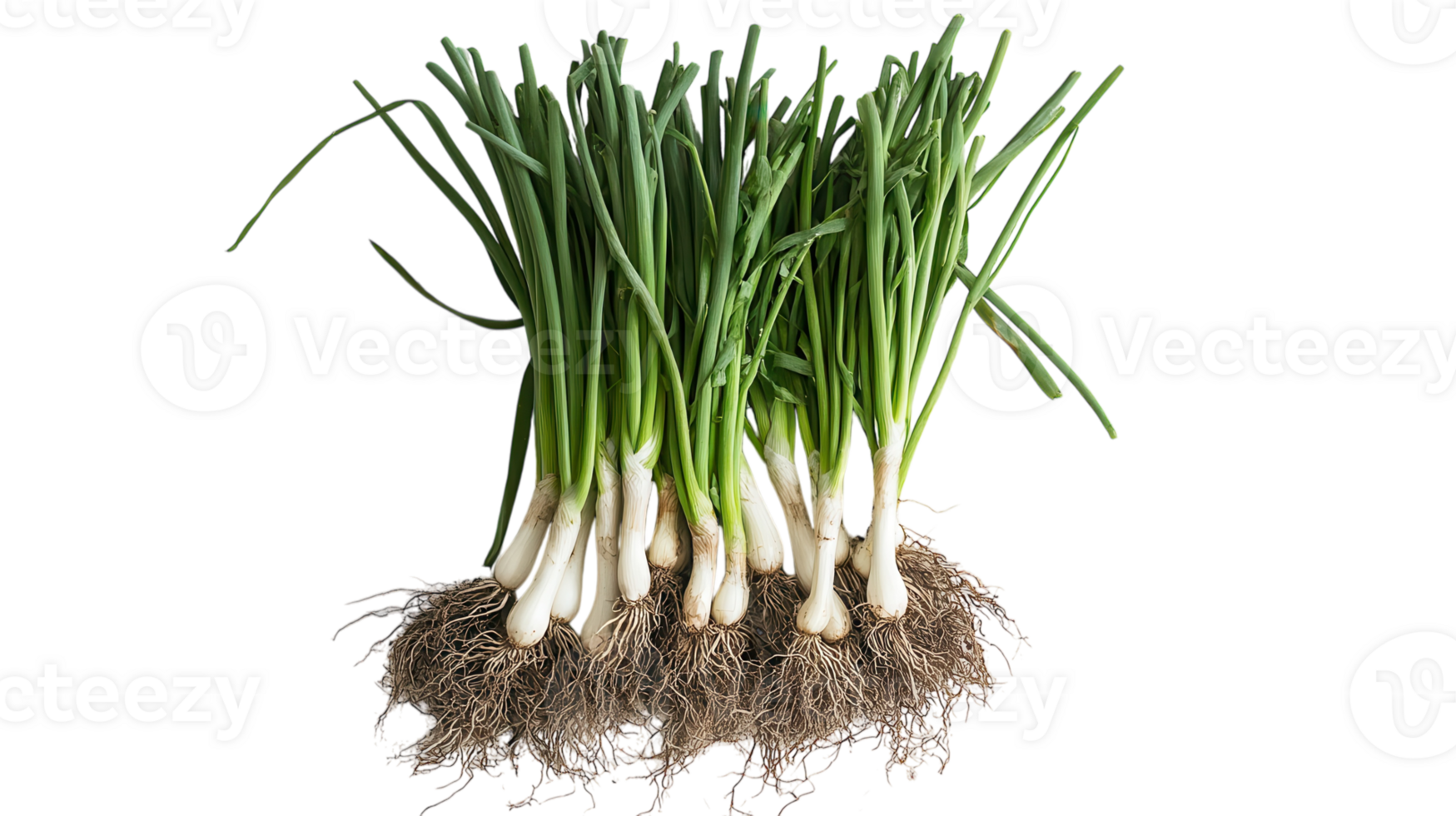 Fresh Bunch of Green Onions with Roots Attached Ideal for Cooking and Garnishing Dishes. png