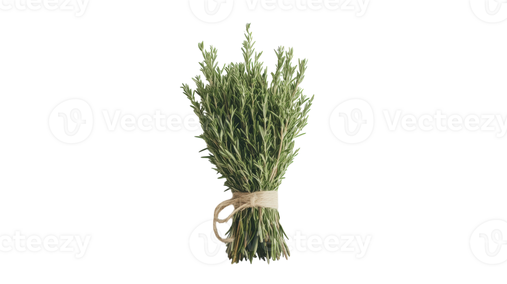 Fresh Rosemary Bundle for Culinary Use, Aromatherapy, and Natural Decor in Kitchen or Home Settings. png