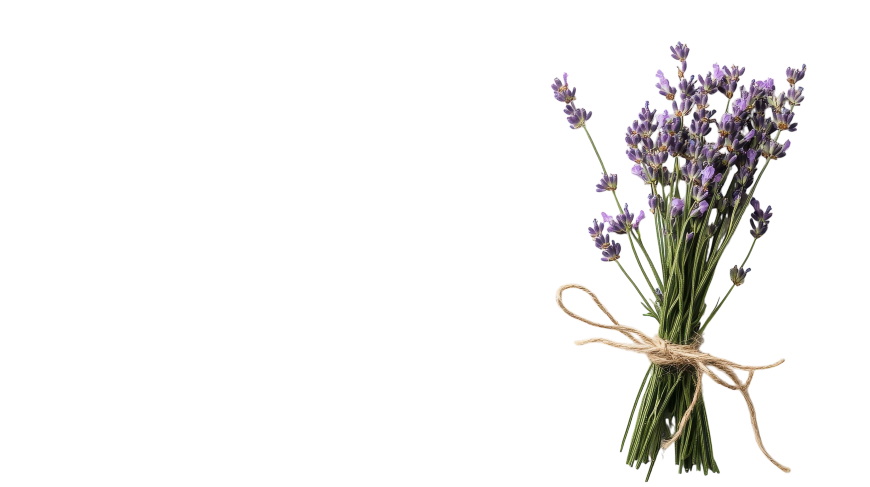 A bundle of lavender sprigs tied with twine, perfect for adding a touch of natural beauty to home decor, crafting projects, or as a fragrant gift.. png