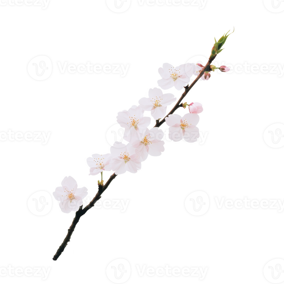 A delicate cherry blossom branch adorned with soft pink flowers against a white background. png